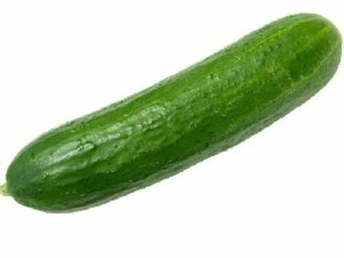 Fresh Green Cucumber for Food