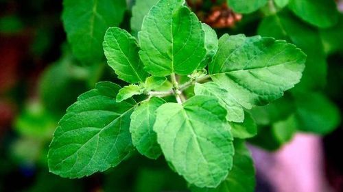 Fresh Tulsi leaves