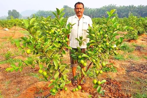 Hybrid Guava Plant