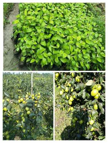 Green Apple Ber Plant Size: Various Sizes Are Available