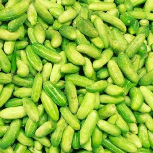 Green Fresh Tindora for Cooking