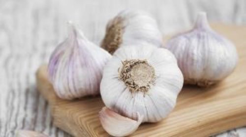 Medium White Fresh Garlic