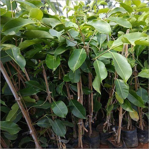 Organic White Jamun Plant