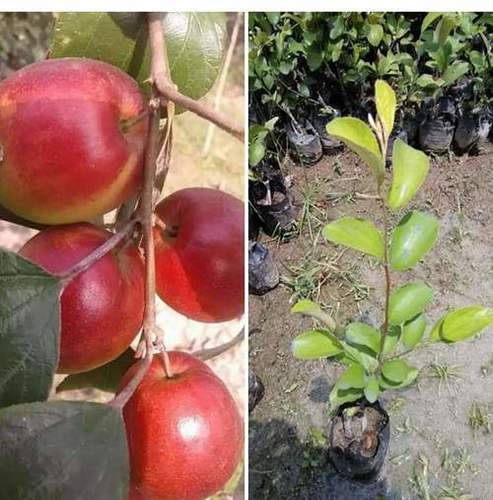 Green Red Apple Ber Plant