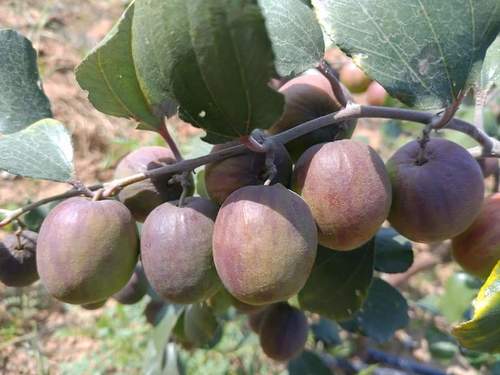 Red Apple Ber Plants