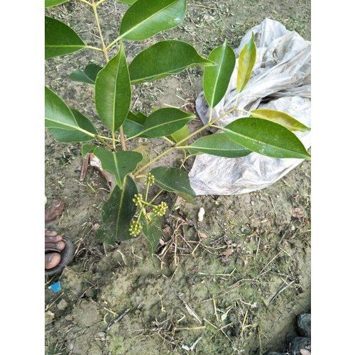 Green Thai Black Jamun Plant