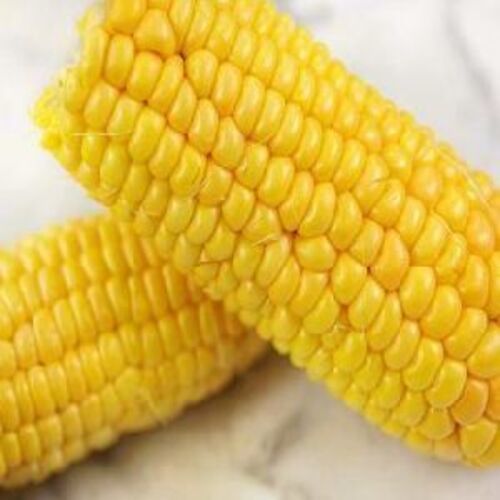 Yellow Natural Sweet Corn