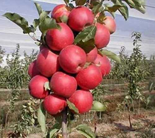 37+ Apple Fruits Pictures