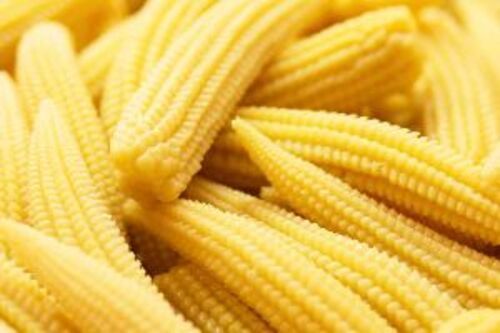 Yellow Fresh Baby Corn For Food