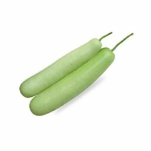 Fresh Bottle Gourd For Cooking Preserving Compound: Cool And Dry Place