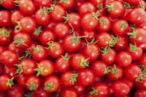 Fresh Cherry Tomatoes for Cooking