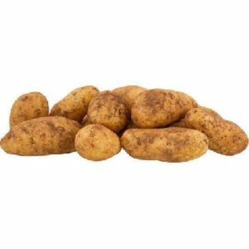 Fresh Natural Potato For Cooking
