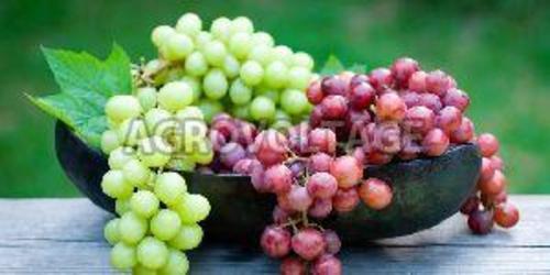 Organic Red & Green Fresh Grapes