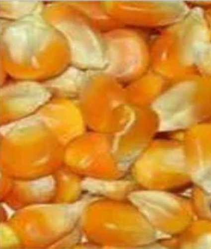 Maize (Yellow And Orange) Corn