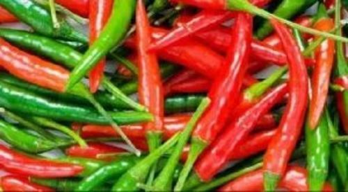 Fresh Red & Green Teja Chilli For Food