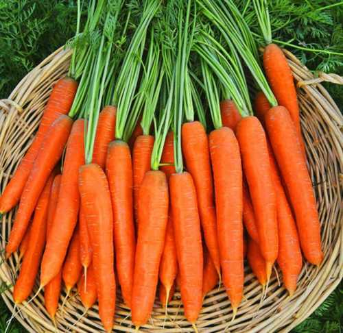 A Grade Fresh Carrot