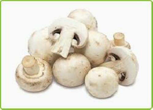 White Fresh Mushrooms for Cooking