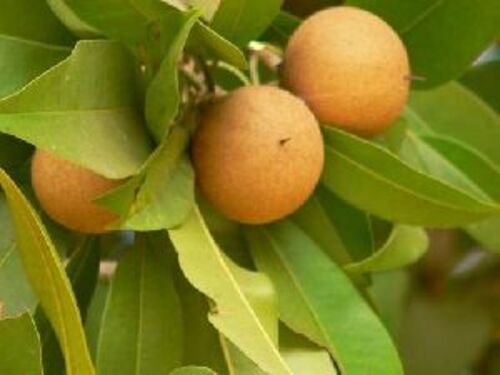 Brown Fresh Chikoo Fruits