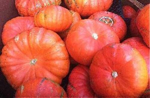 Fresh Red Pumpkin For Cooking Preserving Compound: Cool And Dry Place