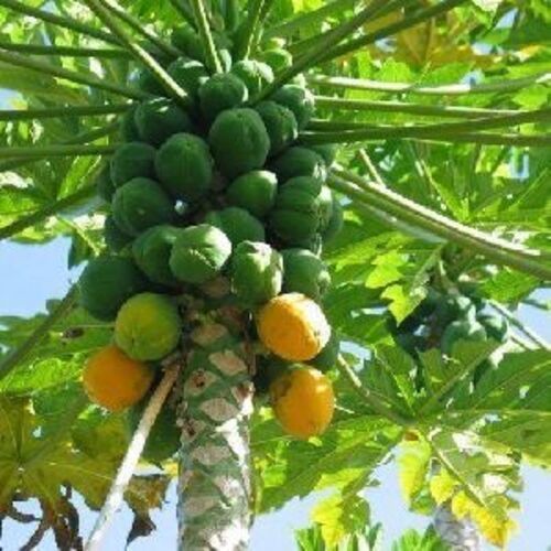 Green Fresh Papaya Fruits