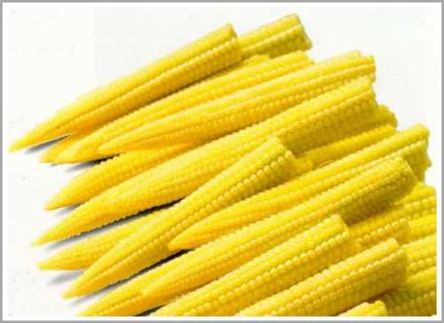 Organic Frozen Baby Corn Grade: Food Grade