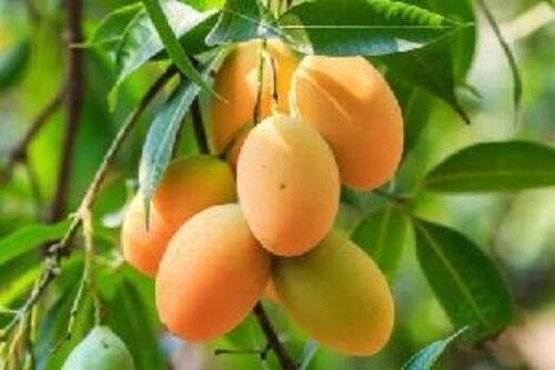 Yellow Fresh Mango Fruits