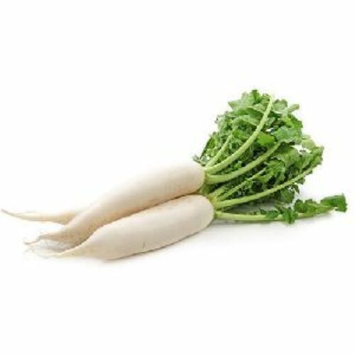 Fresh White Radish For Cooking Preserving Compound: Cool And Dry Place