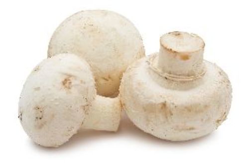 Organic White Fresh Mushrooms For Cooking