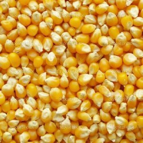 Yellow Natural Maize Seeds