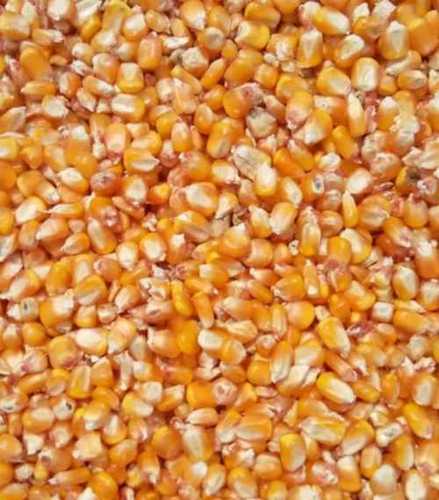 A Grade Yellow Maize