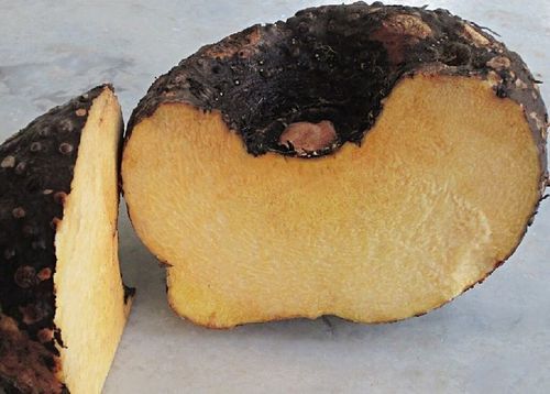 Fresh Elephant Yam For Cooking Preserving Compound: Cool And Dry Place