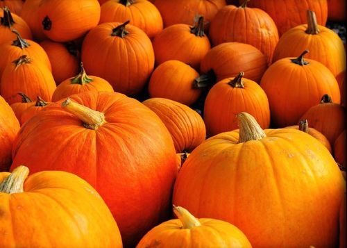 Fresh Orange Pumpkin for Cooking