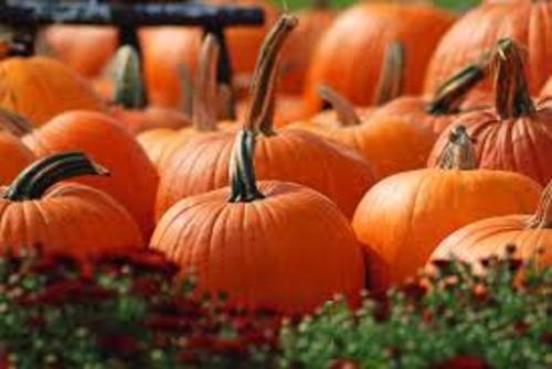 Fresh Orange Pumpkin For Cooking Preserving Compound: Cool And Dry Place