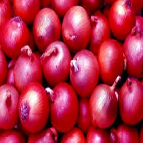 Enrich World Red Onion