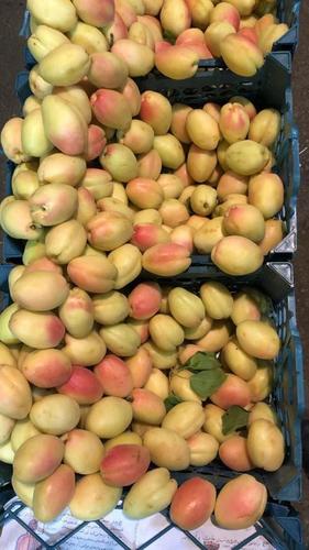 Farm Fresh Apricot Fruit