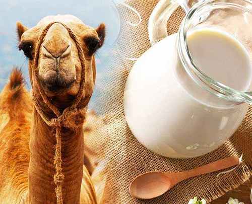 Processed Camel Milk Market