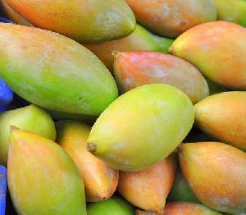 Fresh Totapuri Mango Fruits