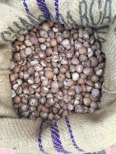 100% Purity Betel Nut