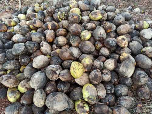 Brown Best Price Mature Coconut