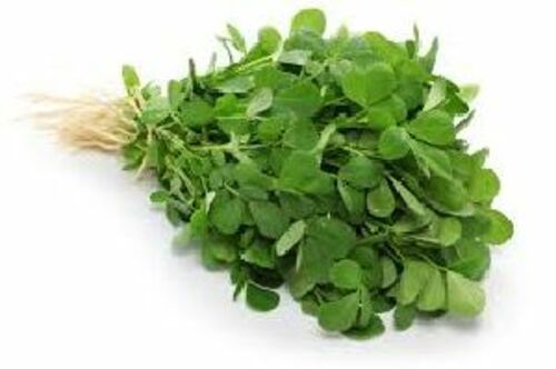 Green Fresh Fenugreek Leaves For Cooking