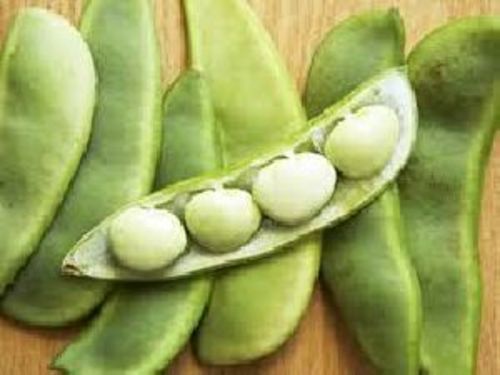 Fresh Lima Beans for Cooking