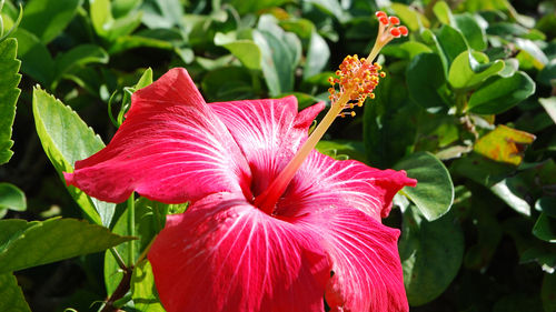 Red Natural Dry Hibiscus Flower