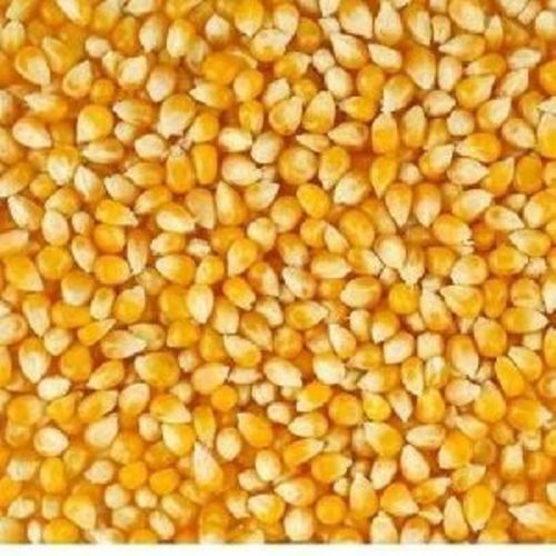 Yellow Organic Maize Seeds