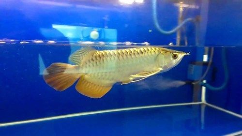 Live Asian Arowana Aquarium Fishes