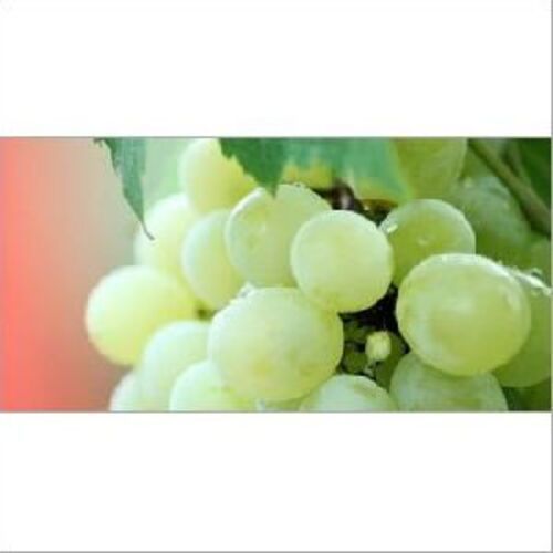 Organic Farm Fresh Green Grapes