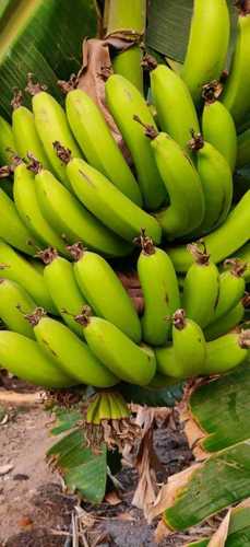 Fresh Green Banana Fruit