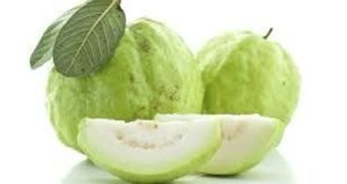 Organic Fresh Green Guava Fruits