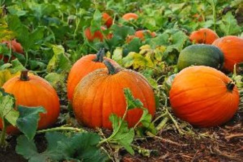 Fresh Orange Pumpkin For Cooking Preserving Compound: Cool And Dry Place