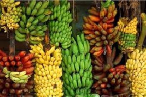 All Color Fresh Organic Banana Fruits