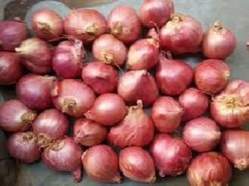 Fresh Small Onion for Cooking